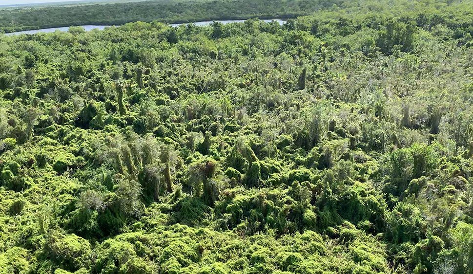 Kurason I Sengsong Dededo Limestone Forest Restoration Park, Dededo, Guam, United States